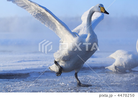 白鳥 白鳥 4470250