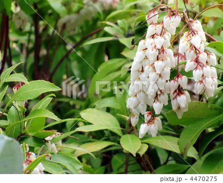 ドウダンツツジ 4470275