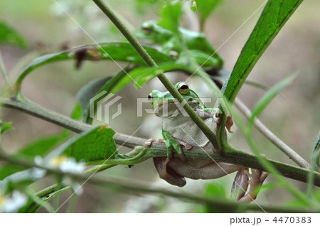 シュレーゲルアオガエル 4470383