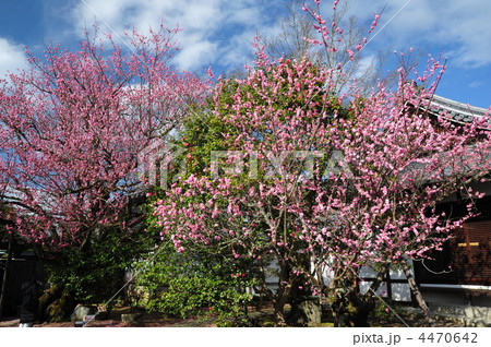 京都 霊鑑寺の梅の花 京都 霊鑑寺の梅の花 4470642