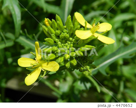 ミズナの花（トウ立ち） 4470652