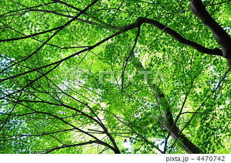 モミジ群葉 4470742
