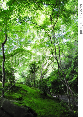 モミジ群葉 モミジ群葉 4470749