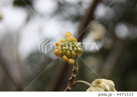 ミツマタ 4471315