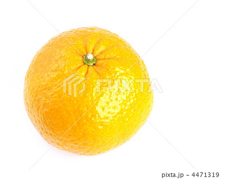 甘夏みかん 4471319