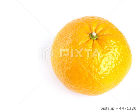 甘夏みかん 4471320