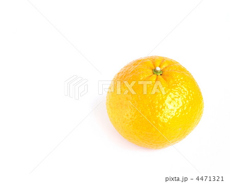 甘夏みかん 4471321