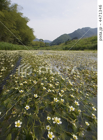 満開のバイカモの花　清流に咲く梅花藻の花　バイカモの群生地　兵庫県観光スポット　夏イメージ 4471346