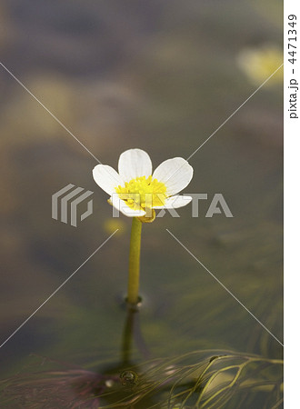 バイカモ 4471349