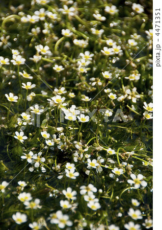 バイカモ群生　イメージ素材 4471351