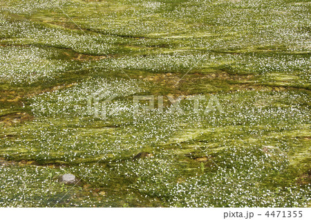 満開のバイカモの花 清流に咲く梅花藻の花 バイカモ群生 初夏の花 夏イメージ 背景素材 満開のバイカモの花 清流に咲く梅花藻の花 バイカモ群生 初夏の花 夏イメージ 背景素材 4471355