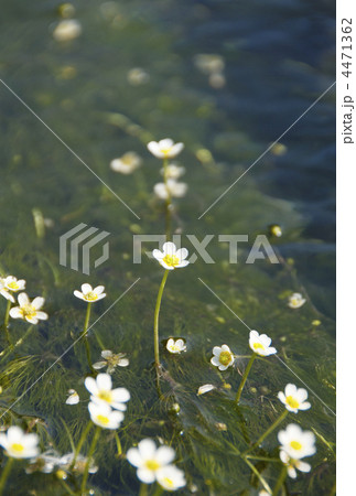 バイカモ 4471362