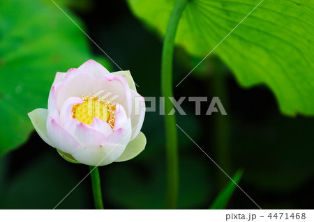 蓮の花 4471468