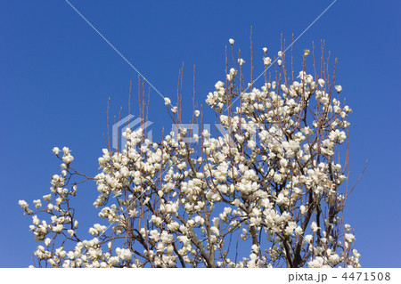 木蓮 木蓮 4471508