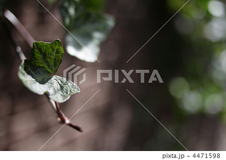 アイビーの葉のイメージ1 4471598