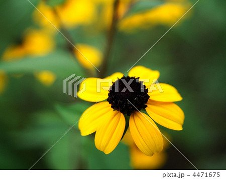 ルドベキア・タカオ 4471675