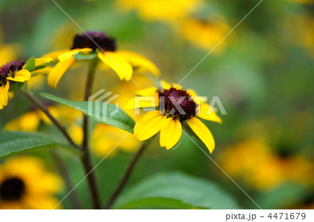 ルドベキア・タカオ 4471679