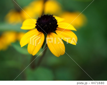 ルドベキア・タカオ ルドベキア・タカオ 4471680