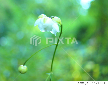 レンゲショウマ 4471681