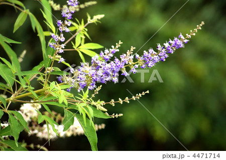 セイヨウニンジンボク セイヨウニンジンボク 4471714