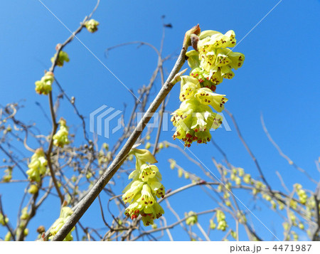 トサミズキ（土佐水木） 4471987