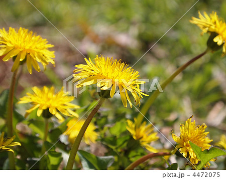 カントウタンポポ 4472075