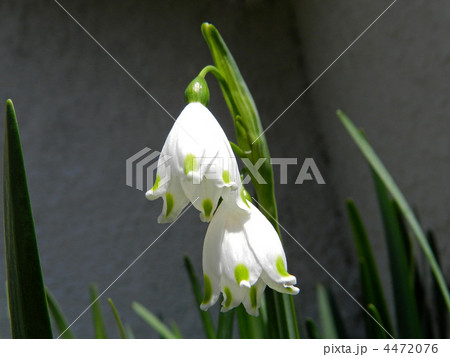 スノーフレーク(鈴蘭水仙) スノーフレーク(鈴蘭水仙) 4472076