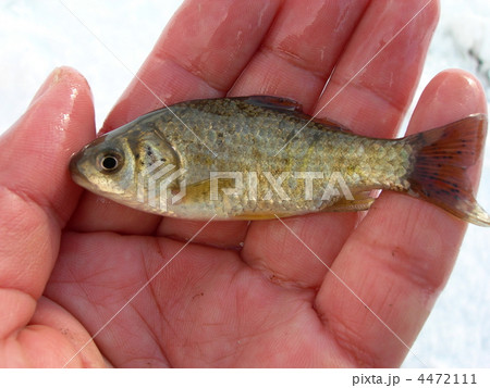 ギンブナ 4472111