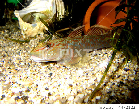 ルリヨシノボリ ルリヨシノボリ 4472122