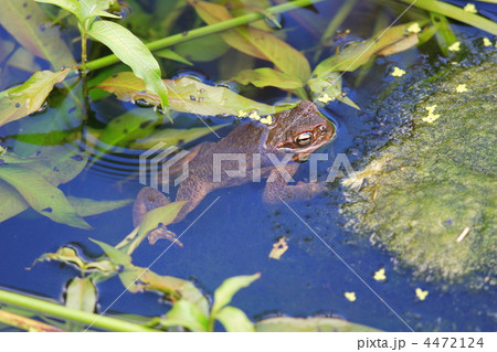 オオヒキガエル 4472124