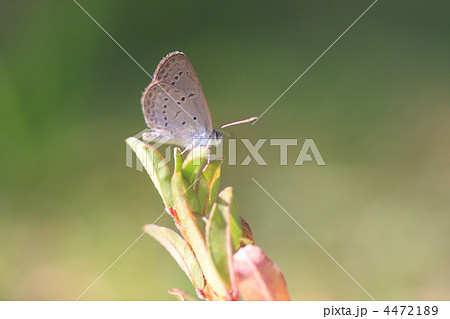 シルビアシジミ 4472189