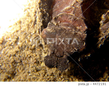 コオニヤンマ 4472191