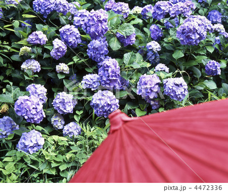 紫陽花と蛇目傘 4472336