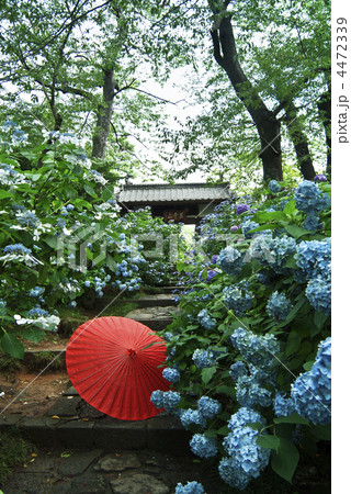 資福寺の紫陽花 資福寺の紫陽花 4472339