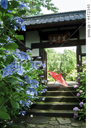 資福寺の紫陽花 資福寺の紫陽花 4472340