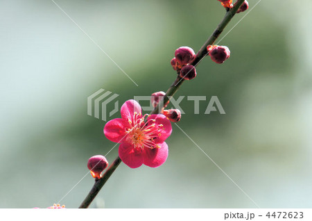 梅の花 梅の花 4472623