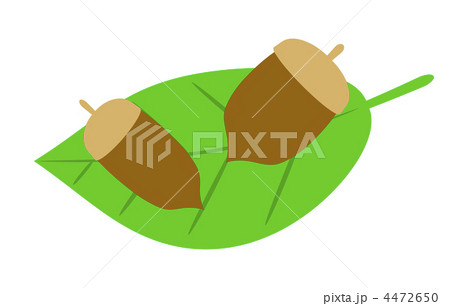 どんぐり 4472650