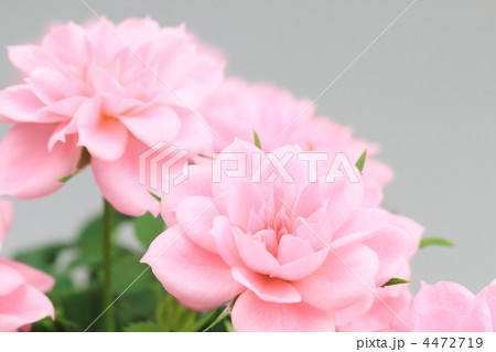 ミニバラ 4472719