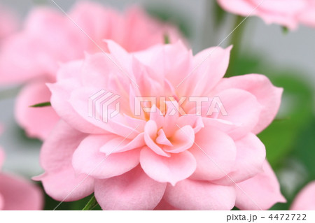 ミニバラ 4472722