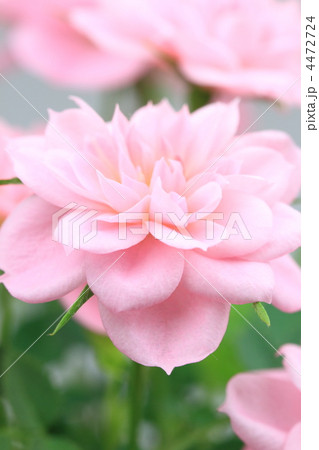 ミニバラ ミニバラ 4472724