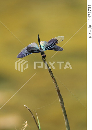 逆立ちするチョウトンボ♂ 4472755