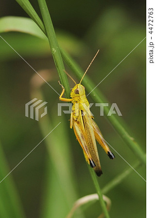 ツマグロバッタ♂ 4472763
