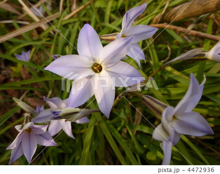Spring Star-flower Spring Star-flower 4472936