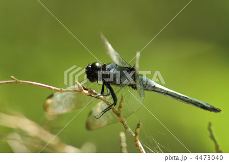 オオシオカラトンボ♂ 4473040