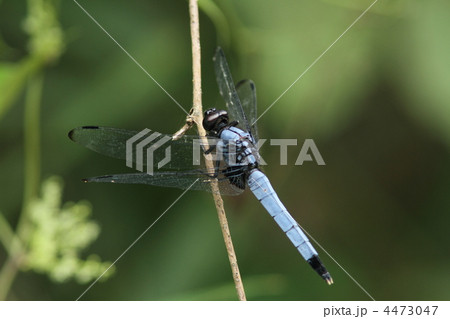オオシオカラトンボ♂ 4473047