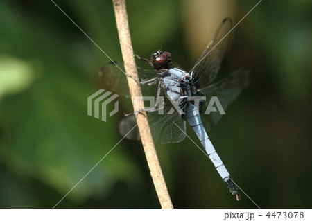 オオシオカラトンボ♂ オオシオカラトンボ♂ 4473078