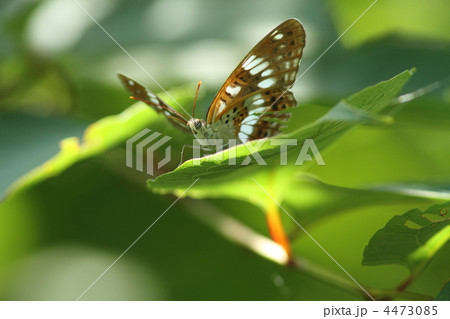 アサマイチモンジ 4473085