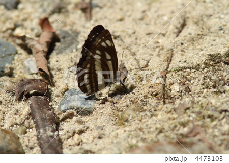 コミスジ 4473103