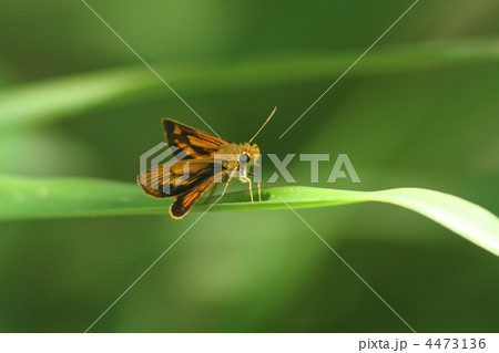 ヒメキマダラセセリ 4473136