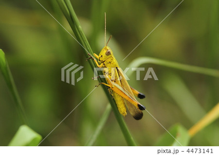 ツマグロバッタ♂ ツマグロバッタ♂ 4473141